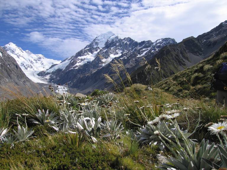 1644 - Blumenpracht am Mt Cook.JPG