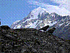1638 - Keas die Bergpapagaien.JPG