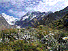 1644 - Blumenpracht am Mt Cook.JPG